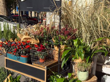 Saksı bitkileri ve kuru buketlerle dolu bir sokak çiçeği standı. Sonbahar dokuları, eko estetik ve doğal pazar ortamı