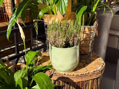 Heather seramik kapta güneş ışığıyla aydınlatılmış bitki. Doğal güzellik, rahat şehir köşesi ve huzurlu sonbahar havası.