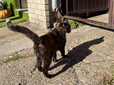 Kedi uzun gölgeler bırakarak güneş ışığında asfaltta duruyor. Evcil hayvan, doğal ışık ve huzurlu açık hava anı.
