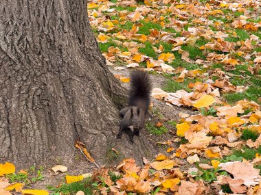 Düşen yaprakların arasında sincap arıyor. Merak, mevsimsel değişim ve sonbahar doğasıyla bağlantı..