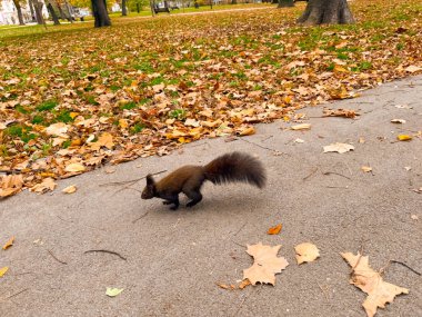 Sincap sonbaharda parktan geçiyor. Vahşi yaşam ve şehir hayatının aktif hareketi, özgürlüğü ve barış içinde bir arada yaşaması..