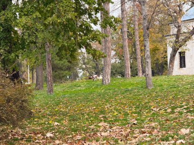Ağaçların arasında sonbahar parkını keşfeden bir köpek. Huzurlu doğa yürüyüşü ve merak.