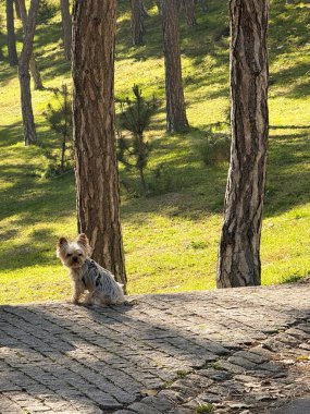 Küçük köpek güneşli parkta oturuyor. Arkadaşlık, rahatlama ve evcil hayvan ve doğa arasındaki bağlantı.