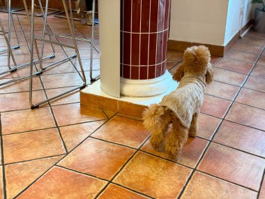 İçeride dikilen kaniş örülmüş süveter. Günlük anlarda samimiyet, cazibe ve arkadaşlık