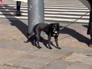 Yaya geçidinde tasmalı siyah köpek. Şehir hayatı, arkadaşlık ve günlük şehir rutini