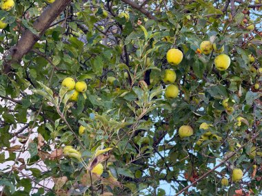 Olgun yeşil meyveli elma ağacının yakın görüntüsü. Büyüme, bolluk ve doğal mevsimin geçişi