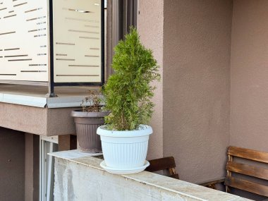 Balkondaki beyaz tencerede küçük bir haydut. Kentsel bahçe işleri, açık hava dekorasyonu ve apartman terasında minimalist ev hayatı.