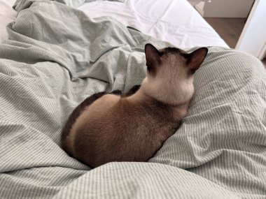 Evdeki yeşil battaniyeye uzanmış Siyam kedisi. Ev içi rahatlık, rahatlama ve evcil hayvanlarla sakin bir yaşam tarzı.