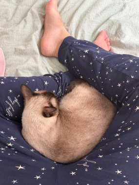 Siyam kedisi evde sahibinin kucağında dinleniyor. Rahatlama, şefkat ve rahat uzayda evcil hayvan ve insan arasındaki sakin bağ