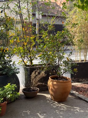 Kaldırımda güneş ışığı ve gölgeli saksılar. Şehir yeşilliği, sakin atmosfer ve sokak dekorasyonunun doğal detayları.