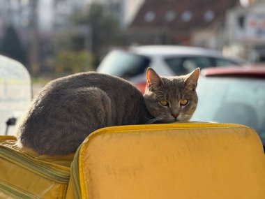 Kedi dışarıda sarı kurye çantasında yatıyor. Sakin sokak anı, şehir hayatı, hayvan varlığı ve şehir ortamında spontane günlük sahne