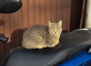 Motosiklet koltuğunda oturan gri kedi. Sokak gözlemi, hayvan varlığı, sıcak gün ışığı, rahat davranış ve şehir hayatı ayrıntıları..