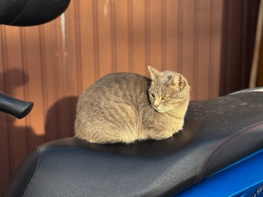 Motosiklet koltuğunda oturan gri kedi. Sokak gözlemi, hayvan varlığı, sıcak gün ışığı, rahat davranış ve şehir hayatı ayrıntıları..