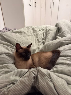 Yatak odasındaki yumuşak battaniyenin üzerinde dinlenen siyam kedisi. Evcil hayvan anı, rahatlık, sakinlik, ev konforu ve nazik akşam havası.