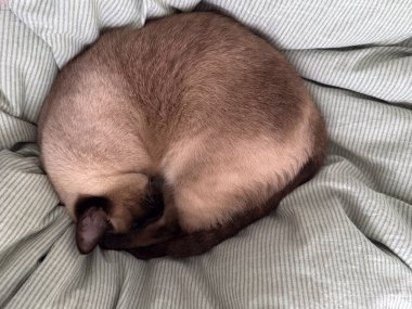 Evde yumuşak çarşafların üzerinde uyuyan kıvırcık siyam kedisi. Yurt içi rahatlık, dinlenme ve duygusal güvenlik. Günlük hayatın sessiz ve sıcak anlarında.