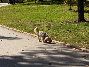 Yeşil çimlerle çevrili güneşli park yolunda yürüyen küçük bir köpek. Sakin bir açık hava sahnesinde rahatlık, arkadaşlık ve nazik hareket.