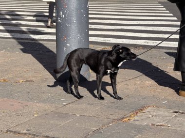 Yaya geçidinde tasmalı siyah köpek. Şehir hayatı, arkadaşlık ve günlük şehir rutini