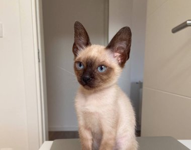 Genç siyam kedisi içeride oturuyor ve dikkatlice ileriye bakıyor. Uyanık merak, duygusal varlık ve samimi hayvan portresi.