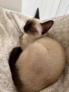 Siyam kedisi aydınlık yatak odasındaki yumuşak yatak örtüsüne uzanmış. Ev sakinliği, yavaş yaşam ortamı ve evde duygusal rahatlık..