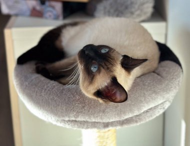 Siyam kedisi içeride yumuşak bir levrekte dinleniyor. Ev içi rahatlık, sakin rahatlama, evcil hayvan arkadaşlığı, nazik ışık ve samimi bir şekilde çekilmiş huzurlu ev atmosferi..