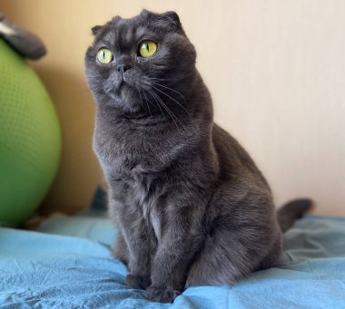 Gri İskoç kedisi yatakta sessizce oturuyor ve çevreyi seyrediyor. Sakin gözlem, nazik odaklanma, minimalist iç mekan, evcil hayvan yaşam tarzı ve sakin günlük yaşam tarzı.