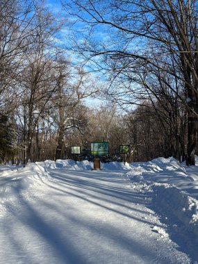 Kış güneşinde çıplak ağaçlar arasında kıvrımlı bir park yolu. Doğal ritim, sakin hareket, mevsimsel sessizlik, açık hava yalnızlığı ve dengeli manzara kompozisyonu.