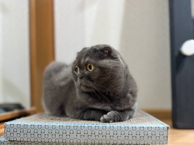 İçerideki karton kazı kazanın üzerinde dinlenen gri kedi. Ev içinde rahatlık, sakin bir varlık ve günlük yaşantımızda sakin bir arkadaşlık..