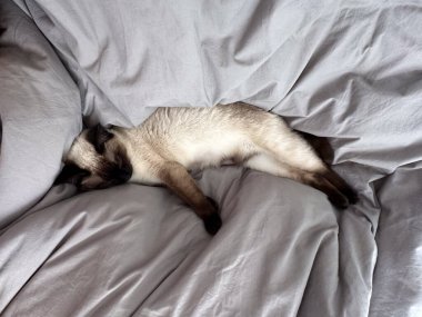 Sakin bir evde, yumuşak bir yatağın altında uyuyan kedi. Rahatlık, sıcaklık, ev içi huzur, evcil hayvan arkadaşlığı, rahatlama, güvenlik ve rahat bir yatak odasında dinlenme ve güven anları..