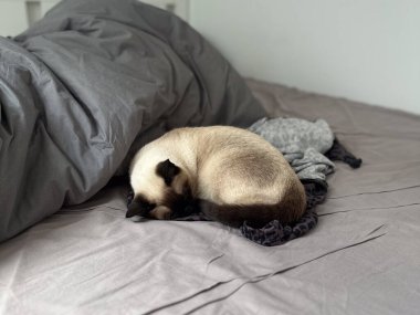Uyuyan kedi, sessiz bir odada yumuşak battaniyelerle bir yatağa kıvrılmış. Evcil konfor, sıcaklık, evcil hayvan arkadaşlığı, rahatlama, güvenlik, güven ve evde huzurlu geçen her gün..