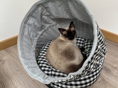 Siyam kedisi evdeki yumuşak bir evcil hayvan yatağında dinleniyor. Ev içi rahatlık, güvenlik, sıcaklık, rahatlama, evcil hayvan bakımı, sakin bir arkadaşlık ve rahat bir yaşam alanında huzurlu geçen her gün..