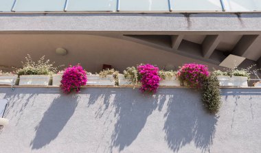 Şehir binasında çiçek açan petunya ve sardunya ile balkon cephesi. Kentsel bahçe işleri, ev bakımı ve şehir ortamlarını şekillendiren günlük estetikler.