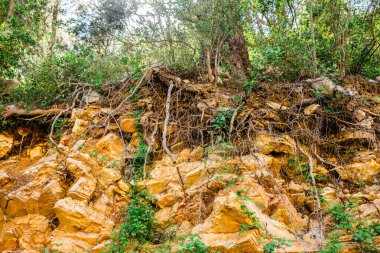 Ağaçların kökleri ve kaya katmanları aşınmış yamaçlarda. Doğal dayanıklılık, jeolojik süreçler ve ekosistem dengesi manzaraların dayanıklılığını ve kırılganlığını ortaya koyuyor.