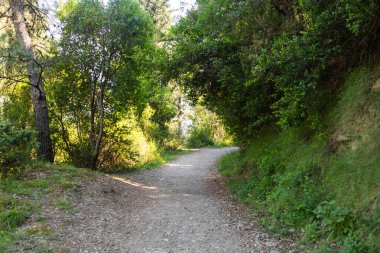 Yoğun yeşil ormanlarla çevrili kıvrımlı orman yolu. Yavaş hareket, dikkatli yürüyüş, ve doğa ile bağlantı Sakin şekillendirme dış keşif deneyimleri