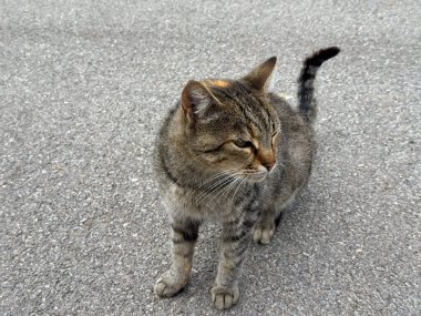 Gri asfaltta oturan başıboş tekir kedi yan bakıyor. Kentsel çevre, yumuşak ışık ve doğal kedi duruşu.