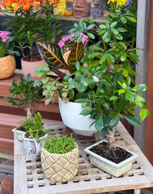 Küçük bir dükkanın dışında saksı ve çiçekler. Şehir yeşilliği, günlük yaşam ve dekoratif detaylarla doğa ile bağlantı