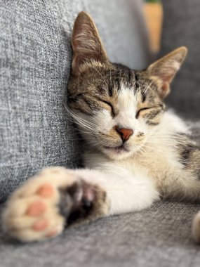 Kedi, yumuşak yastıklı gri kanepede uyuyor. Sakin bir ev ortamında ev sakinliği, konfor ve huzurlu bir yaşam tarzı.