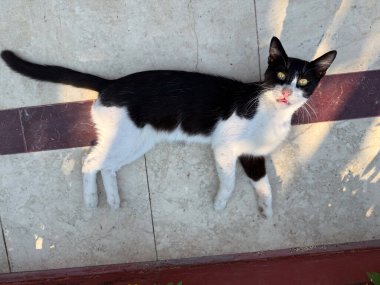 Siyah beyaz kedi, bir otelin yakınında güneş ışığında yerde yatıyor. Tatil ortamında dinlenme, dinlenme ve hayvan varlığı.