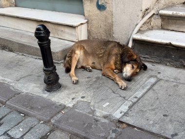 Başıboş kahverengi köpek kaldırım taşı caddesinde dinleniyor. Şehir yaban hayatı, sakinlik ve günlük sokak hayatı.
