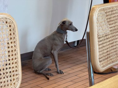 Kafe sandalyeleri arasında tasmalı küçük gri bir köpek. Evcil hayvan dostu iç mekan, şehir yaşam tarzı ve sakin bekleme anı.