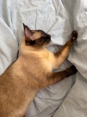 Siyam kedisi gün ışığında çizgili yatak örtüsünde dinleniyor. Huzurlu ev sakinliği, evcil hayvan rahatlığı ve huzurlu kedi rahatlığı yoluyla sessiz bir arkadaşlık..