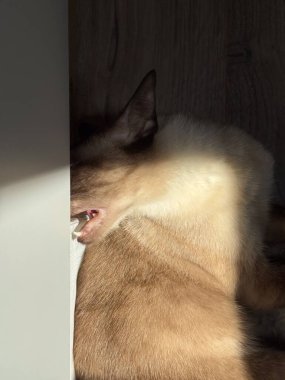 Siyam kedisi güneş ışığında yumuşak halıda cam kenarında dinleniyor. Ev sakinliği, kedi zarafeti ve sıcak ev içi manzarası sayesinde sakin bir öğleden sonra..