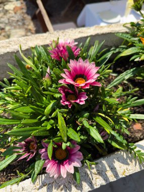 Gazania çiçeğinin başı yazın çiçek tarhında..