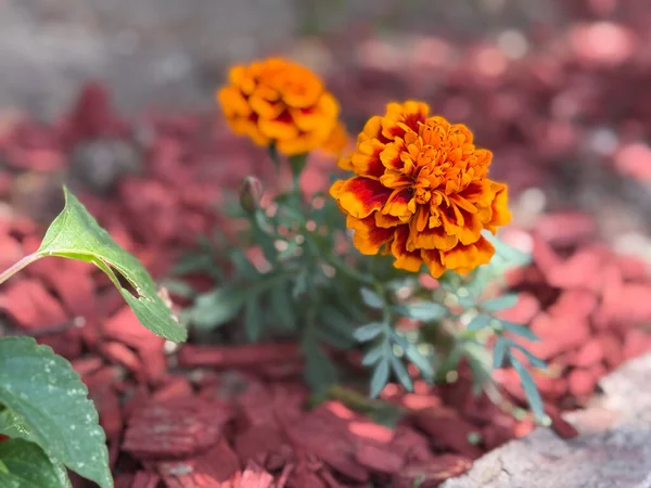 Bahçe toprağı ve samanlıkta açan turuncu ve kırmızı yapraklı parlak kadife çiçekleri. Güzelliği, mevsimsel büyümeyi ve çevresel dekorasyonu temsil eden süslü bitki örtüsü, bahçecilik ve ekoloji.
