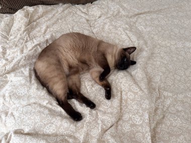 Siyam kedisi içeride yatak örtüsünün üzerinde dinleniyor. Ev içi rahatlık, rahatlama, yalnızlık ve huzurlu yaşam tarzı konsepti.