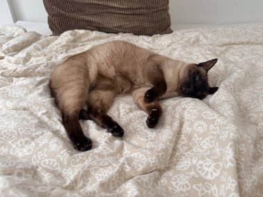 Siyam kedisi içeride yatak örtüsünün üzerinde dinleniyor. Ev içi rahatlık, rahatlama, yalnızlık ve huzurlu yaşam tarzı konsepti.