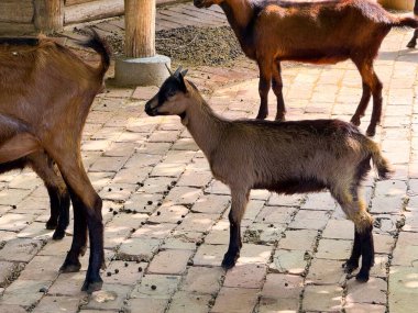 Çiftlik muhafazasında bir grup keçi yan yana duruyor. Tarım, aile bağları ve çiftlik hayvanlarının evcilleştirilmesi hayvanlarla insan ilişkilerini yansıtıyor.