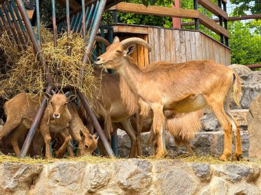 Saman yemliğinin başında duran berduş koyunlar. Dağ düzensizliği, boynuzlu memeliler ve vahşi yaşam türlerini koruma