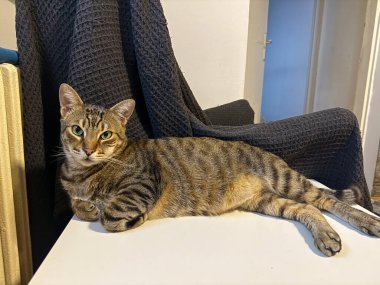 Tabby cat lying on chair in home interior. Calm presence, domestic comfort and cozy lifestyle atmosphere