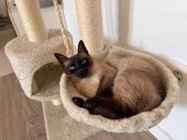 Siyam kedisi hamakta dinleniyor. Ev sakinliği, rahat iç mekan ve huzurlu evcil hayvan yaşam tarzı