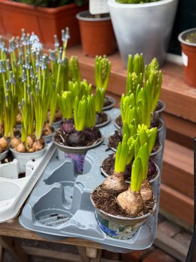 Küçük saksılarda filizlenen üzüm sümbülü ampulleri. Bahar büyümesi, bahçıvanlık hobisi ve mevsimlik bitki perakende konsepti